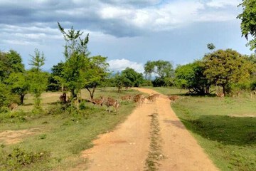 Safari