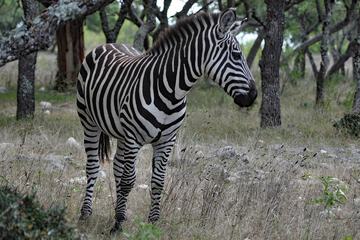 Game viewing