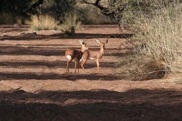 Safari