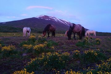 Horseback riding