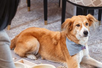 Pet-friendly amenities