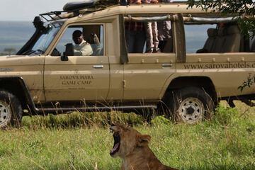 Safari