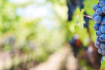 Winery