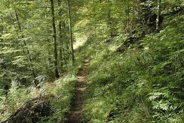 Hiking