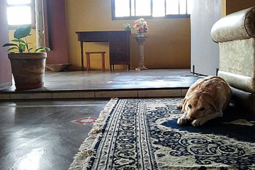Pet-friendly
