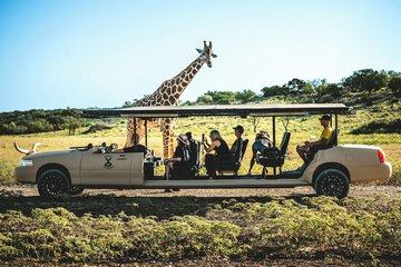 Safari
