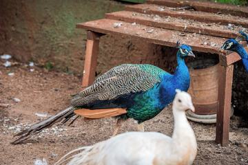 Game viewing