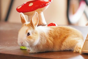 Pet-friendly