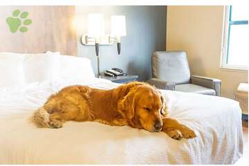 Pet-friendly amenities