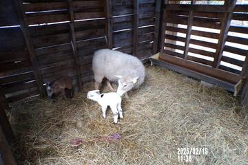 Photo 68