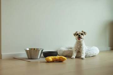 Pet-friendly amenities