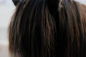 Horseback riding