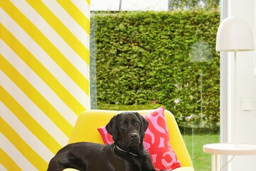Pet-friendly amenities
