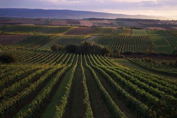 Winery
