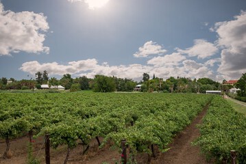 Vineyard view