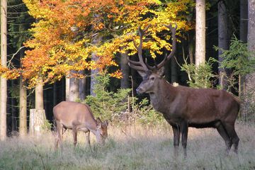 Game viewing