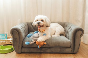 Pet-friendly