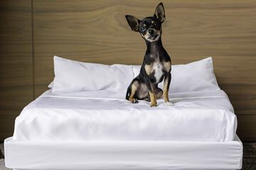 Pet-friendly