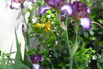 Photo 25