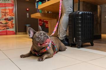Pet-friendly amenities