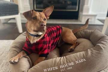 Pet-friendly amenities