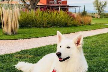 Pet-friendly