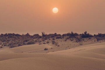 Safari