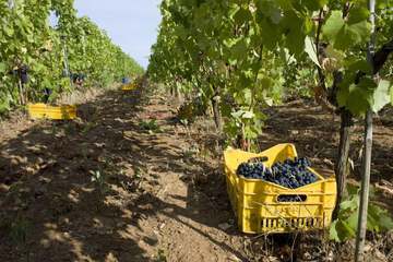 Winery