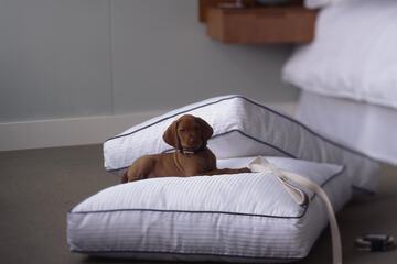 Pet-friendly