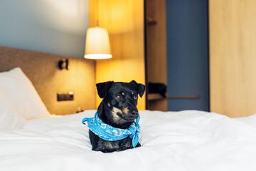 Pet-friendly