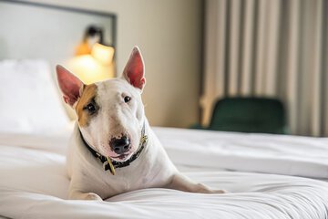 Pet-friendly