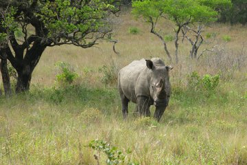 Game viewing