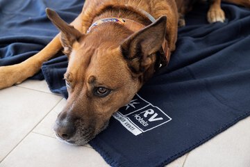 Pet-friendly