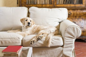 Pet-friendly