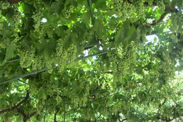Photo 24