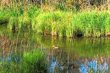 Photo 33