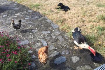 Photo 49