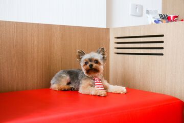 Pet-friendly amenities
