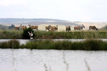 Game viewing