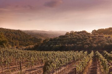 Vineyard
