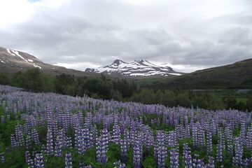 Mountain view
