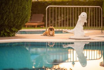 Pet-friendly