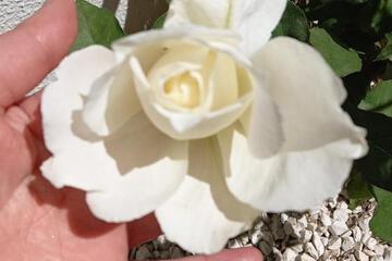 Photo 33