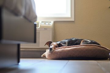 Pet-friendly