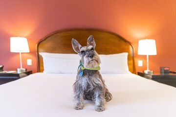 Pet-friendly