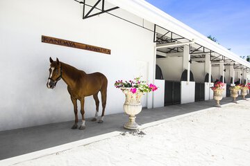 Horseback riding