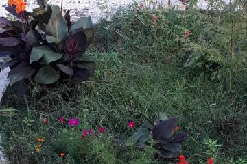 Photo 67