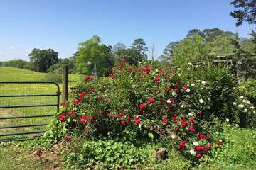 Property Grounds 60 of 61