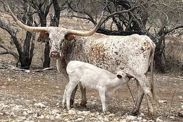 Game viewing