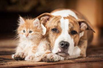 Pet-friendly amenities